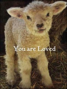 a baby lamb standing next to a tree in the grass and straw covered ground with hay on it's side