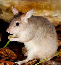 a close up of a small animal on the ground with leaves in it's mouth