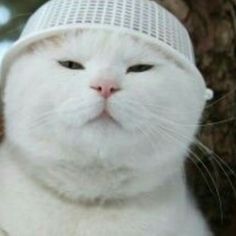 a white cat wearing a hat sitting in front of a tree