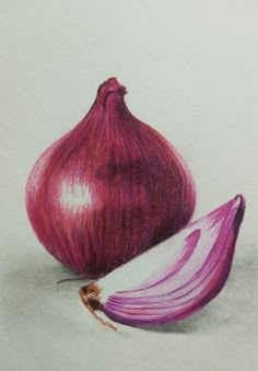 a drawing of an onion and a piece of garlic