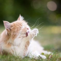 an orange and white cat yawns while laying on the ground in the grass