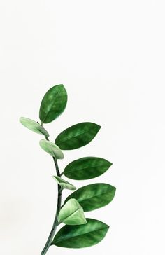 a plant with green leaves is shown in front of a white background