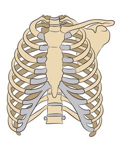 Сама рисовала* @~@ 
Кидаю кому нужно пхах Anatomy Stickers Goodnotes Free, Anatomy Clipart, Fun Anatomy, Plant Cell Diagram, Anatomy Stickers, Med School Study, Anatomy Bones, Medical Stickers, Nursing School Essential