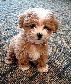 a small brown dog sitting on top of a carpet