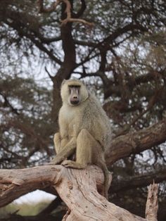 a monkey sitting on top of a tree branch in front of some trees with no leaves