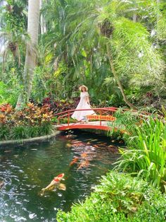 a bride is standing on a red bridge over a pond with koi in it