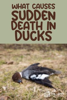 Here's a painful truth no animal owner wants but happens anyway—animals pass away. And sometimes, we don't know why. For duck owners, here's what causes sudden death in ducks so you can prepare. Duck Raising, Duck House Plans, Keeping Ducks, Geese Breeds, Duck Ideas, Duck Pin, Backyard Ducks, Duck Breeds, Duck Coop