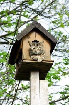 a cat that is laying down in a bird house