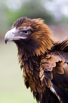 a close up of a bird with brown feathers