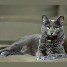 a gray cat laying on top of a couch