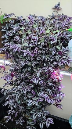 a purple plant in a pot on a window sill