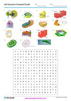 the cell structure crossword puzzle is shown in this image, it's filled with pictures