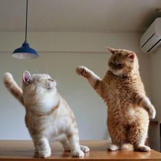 two cats are standing on their hind legs and one is reaching up to the ceiling