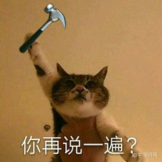 a cat holding a hammer up in the air