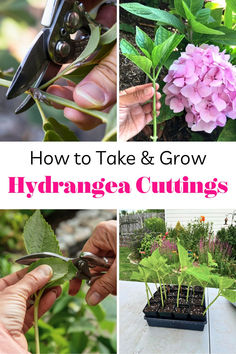 how to take and grow hydrangea cuttings in the garden with text overlay