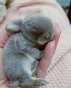 a person holding a small gray kitten in their hand