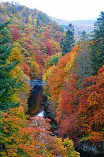 a river running through a forest filled with lots of colorful trees in the fall season