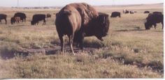 a herd of cattle grazing in a field