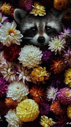 a raccoon is peeking out from the middle of flowers in this instagram photo