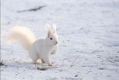 a white squirrel is standing in the snow