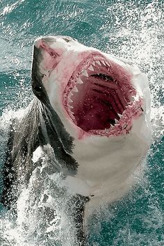 a great white shark with its mouth open and it's teeth out in the water