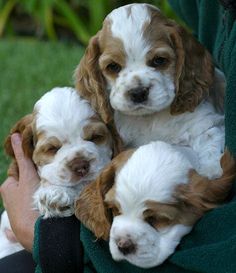 three puppies are being held in the arms of a person who is wearing a green sweater