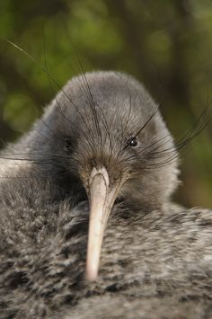 a close up of a bird with a long beak and an odd look on it's face