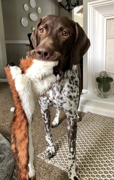 a dog holding a stuffed animal in its mouth