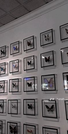 a wall full of framed butterflies on display in a room with white walls and ceilings