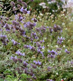 some purple flowers are growing in the grass