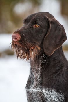 a black and white dog with wet fur on it's head looking off into the distance