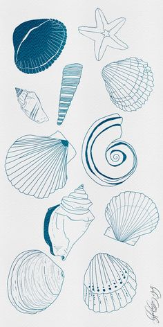 blue ink drawing of seashells on white paper