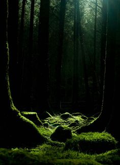 the light shines through the trees in the dark forest with moss growing on the ground