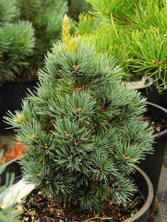 several potted evergreen trees in pots on the ground and one is green with tiny pine cones