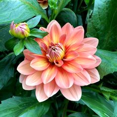 an orange flower with green leaves around it