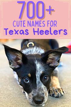 a small dog laying on the ground with text overlay that reads 700 + cute names for texas heelers