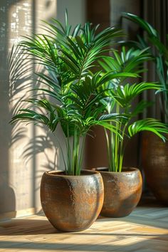 three potted plants sitting on top of a wooden table