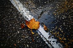 an orange leaf laying on the side of a road next to a white painted line