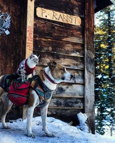 a dog and cat standing in front of a wooden building with snow on the ground