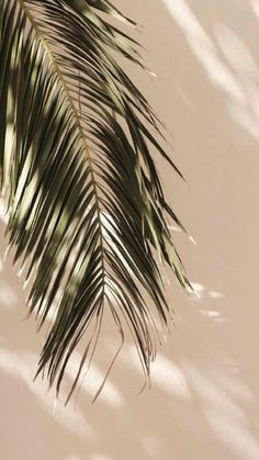 the shadow of a palm tree leaves against a white wall with sunlight coming through it