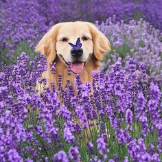 a golden retriever dog with a purple butterfly on its nose in a field of lavender flowers