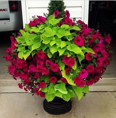 a potted plant with red and green flowers in front of a white garage door