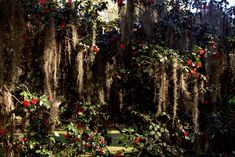 red flowers and moss growing on the branches of trees