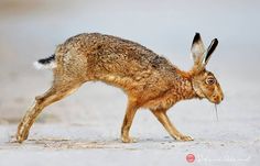 a small brown rabbit walking across a street