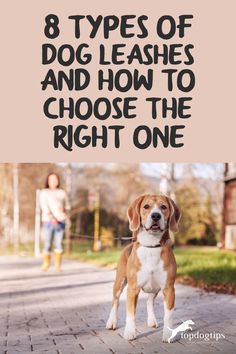 a brown and white dog standing on top of a brick road next to a person