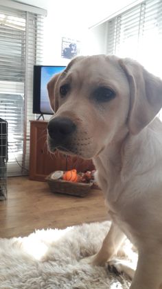 a white dog sitting on top of a rug