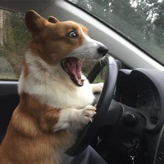 a dog sitting in the driver's seat of a car with its mouth open