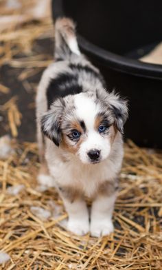 a small dog standing on top of straw next to a black bowl with blue eyes