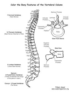 a diagram of the back and neck bones, with labels for each part of it