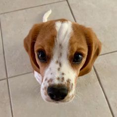 a brown and white dog looking up at the camera